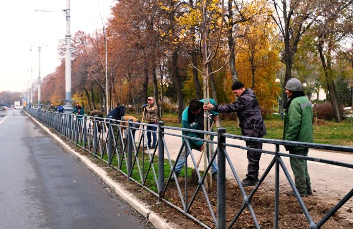 В Астрахани продолжается осенняя высадка деревьев и кустарников