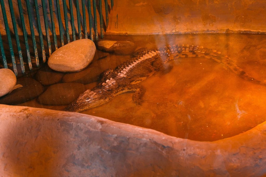 Крокодил из сгоревшего "Октября" отказывается есть красную рыбу 