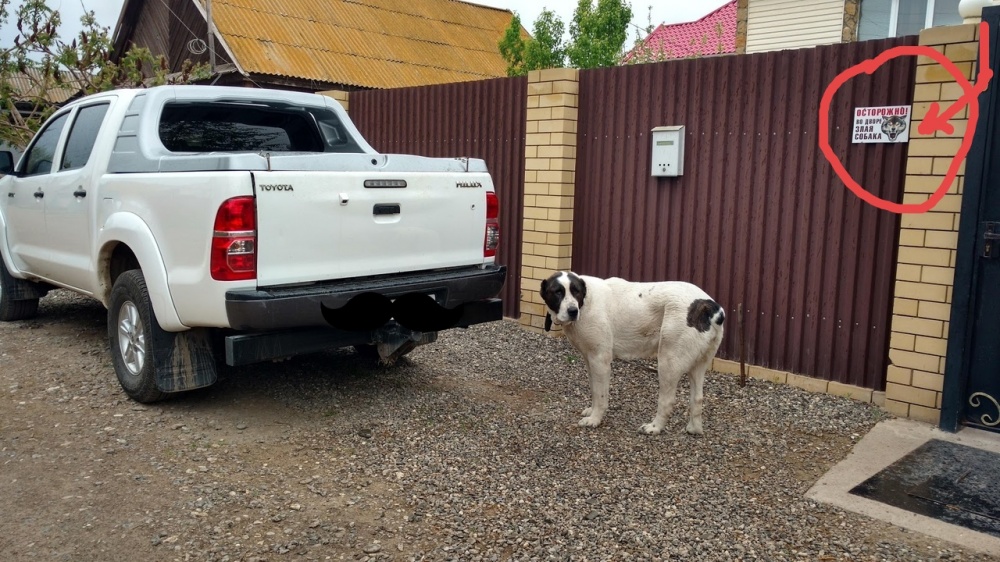 Астраханец отправляет гулять опасную собаку без намордника
