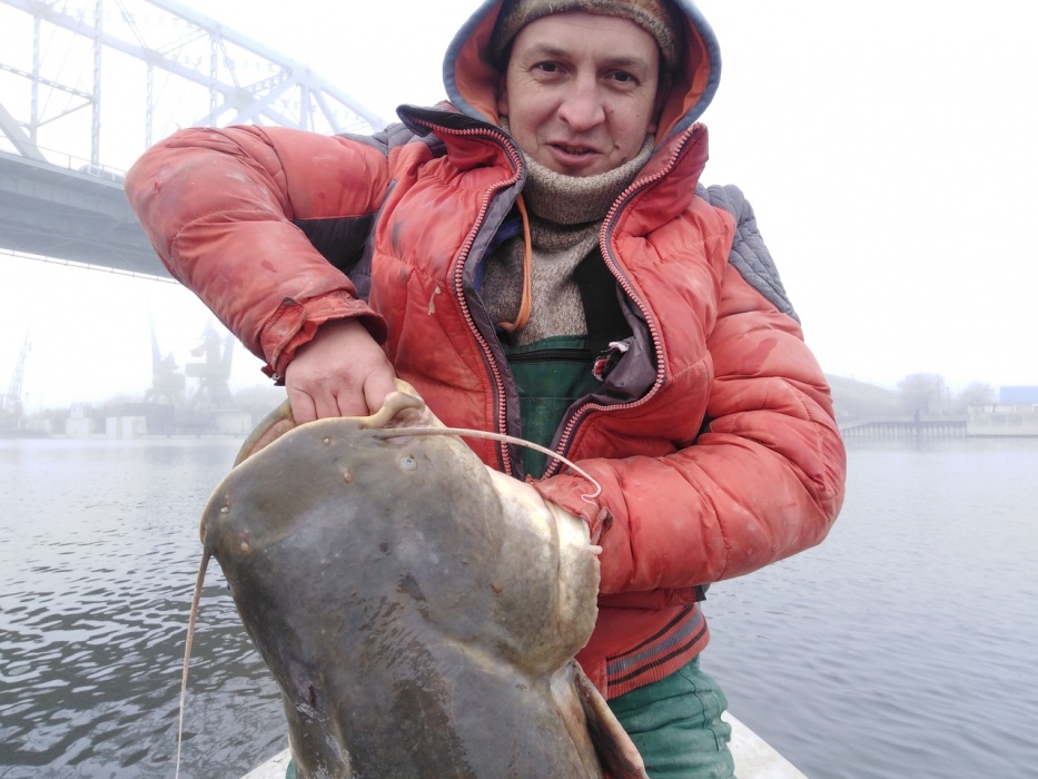 В Астрахани поймали такую рыбу, что не верится глазам: видео