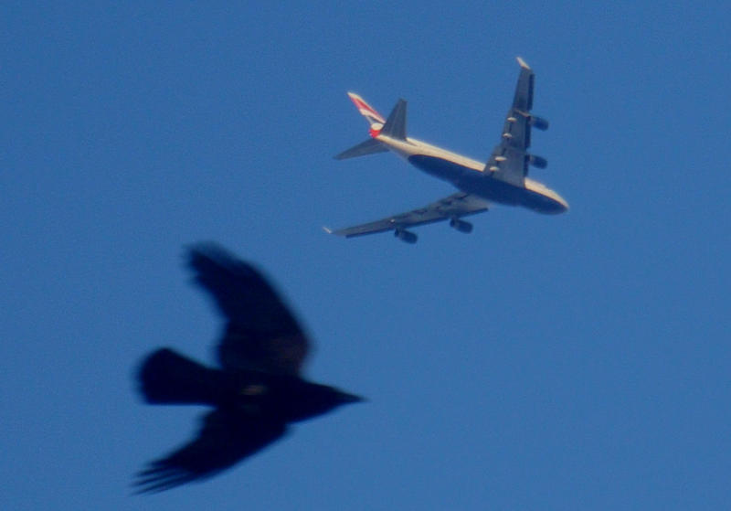 Птицы атакуют самолеты в астраханском аэропорту