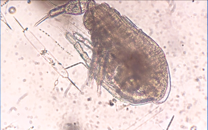 Астраханские ученые обнаружили на Каспии рачка, которого не видели почти 20 лет