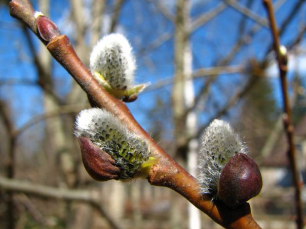 Астраханская погода в апреле