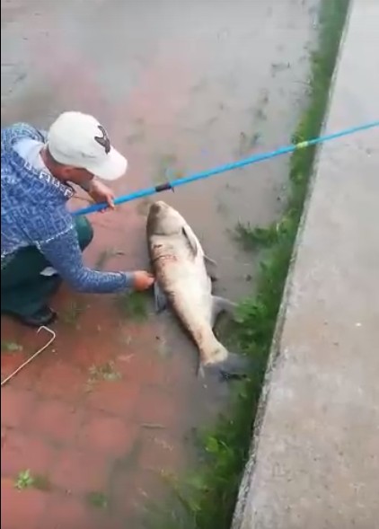 Ливень не помеха: астраханец поймал громадного толстолобика