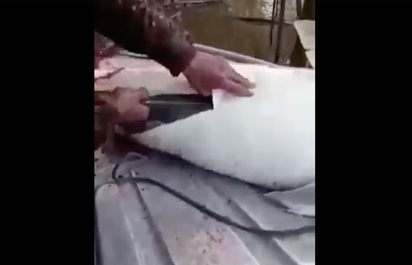 В соцсетях появилось видео, на котором браконьеры потрошат белугу