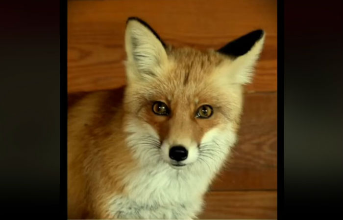 Астраханцы всем миром спасают зоопарк «Баба Фрося», который так и не признали пострадавшим