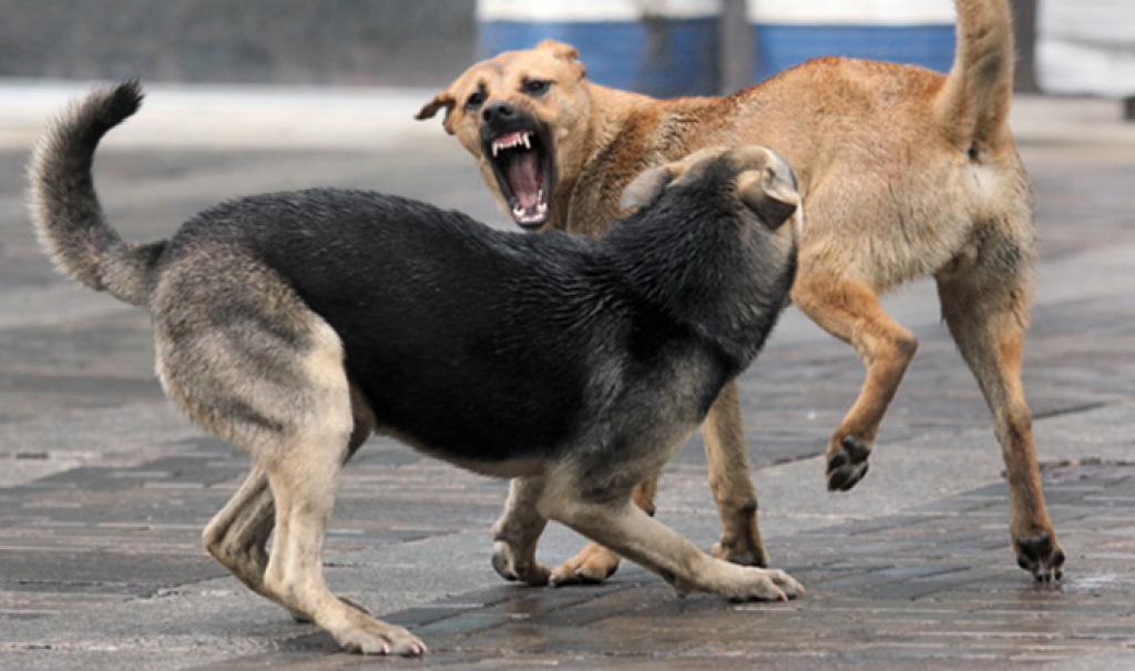 В астраханском Знаменске завели дело на чиновников из-за массовых нападений собак на людей