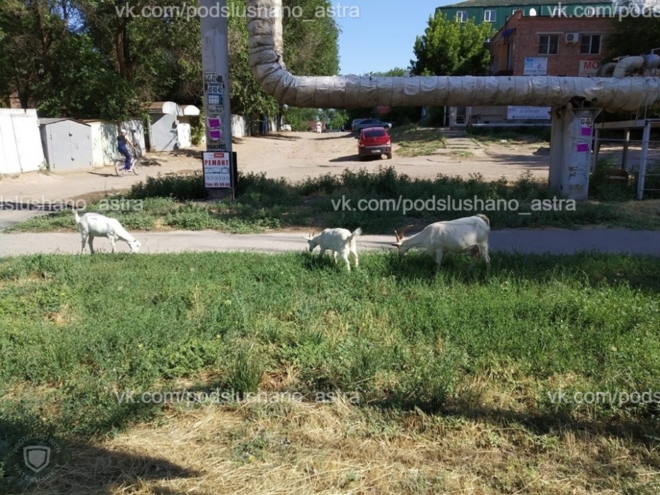 В Астрахани на оживленной улице пасутся козы