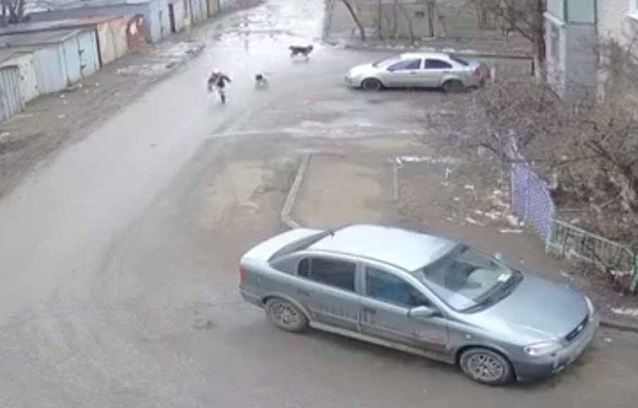 Бродячие собаки напали на детей в Астрахани: видео