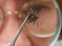 В этом году клещи в два раза активнее, чем в прошлом