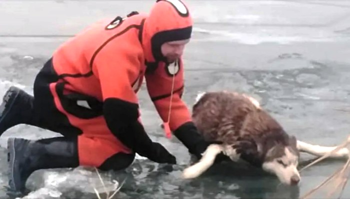 В Астрахани спасатели вытащили из воды собаку