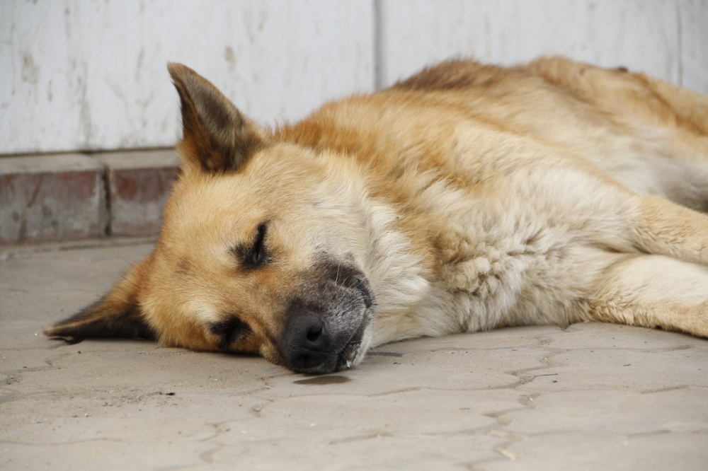 Астраханцы сообщают о Хатико в районе "Спутника". Трогательное видео