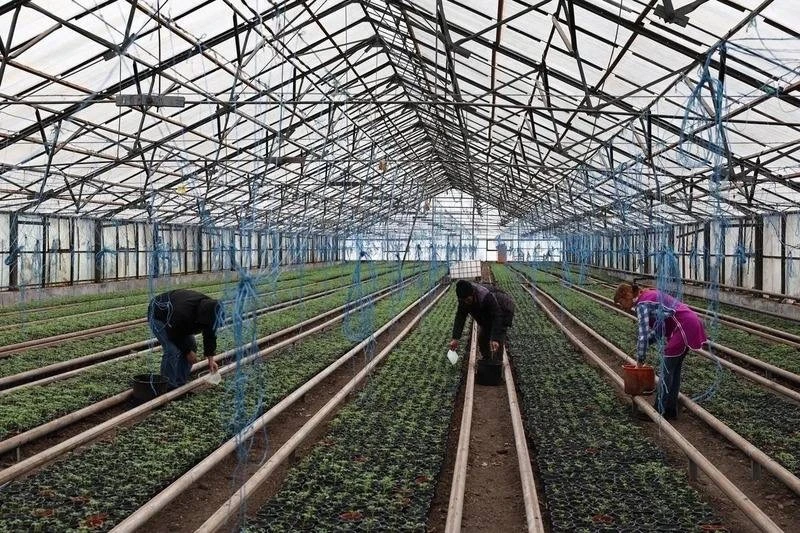 Астраханские фермеры начали сажать Пинк Хит и Пинк Чемпион