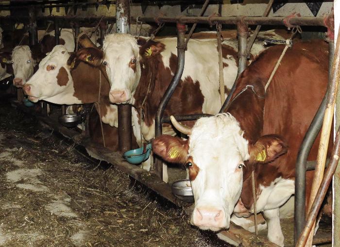 Астраханские животноводы увеличат поголовье коров