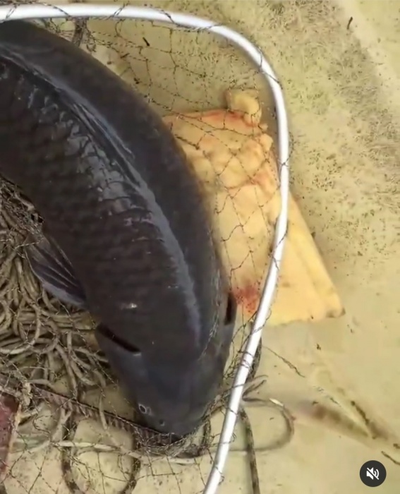 Это фантастика: рыбак удивился гигантскому улову