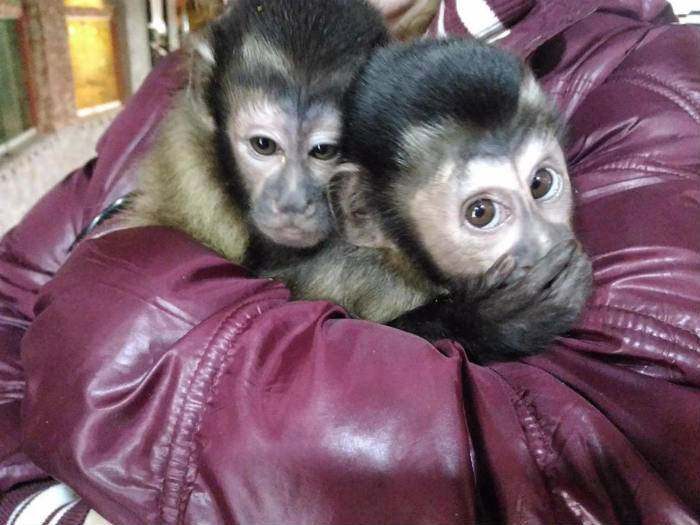 Астраханскому зоопарку «Баба Фрося» отказали в господдержке