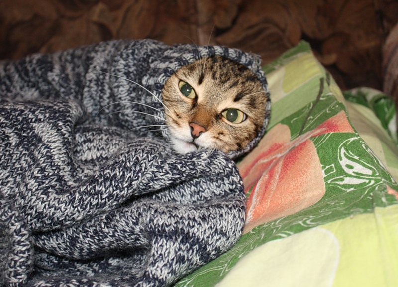 В НОЯБРЕ НАМ ОБЕЩАЮТ И МОРОЗ, И ДОЖДЬ СО СНЕГОМ