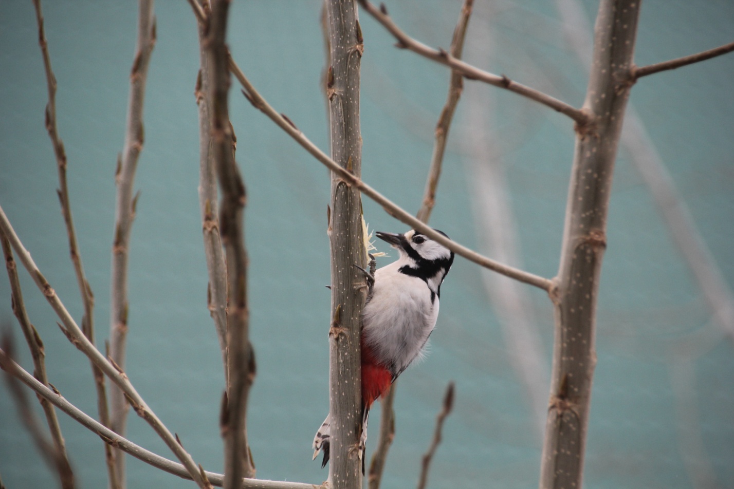 Температура воздуха в Астраханской области опустится до -7°