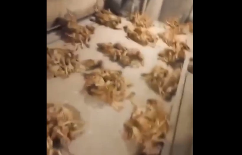 Под Астраханью на птицефабрике Степная на видео засняли массовую гибель кур