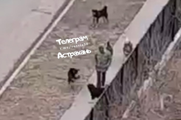 Астраханец показал мастер-класс по обращению с лающей собачьей стаей