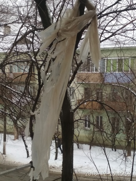 Знаменцы просят администрацию убрать застрявший на дереве пакет