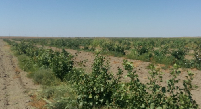 В Лиманском районе выращивают виноградники винных сортов и фисташки