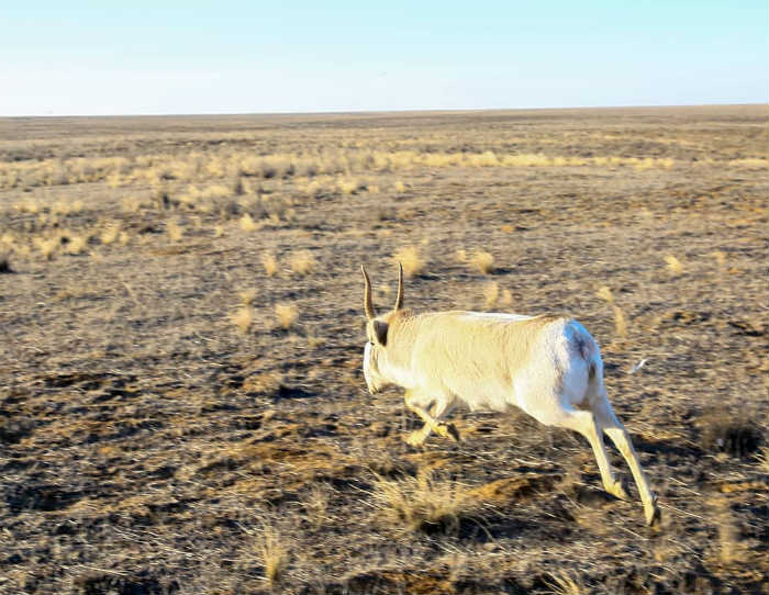 Астраханских самцов сайгака оснастили спутниковыми передатчиками