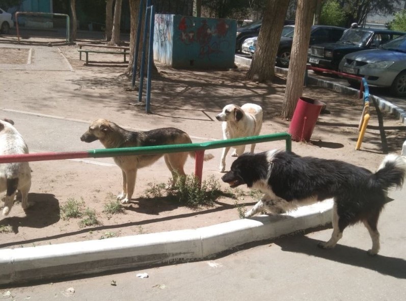 О местной специфике и местном воровстве: почему в Астрахани так чудовищно много собак
