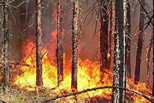 Лесные пожары