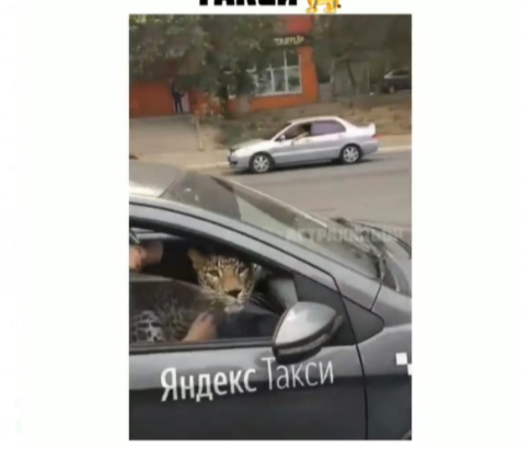 В Астрахани на такси разъезжал леопард