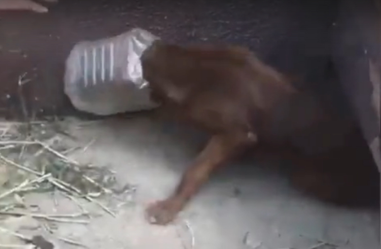 Собака бегала три дня по городу с пластиковой бутылкой на голове