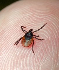 Осторожно: клещи