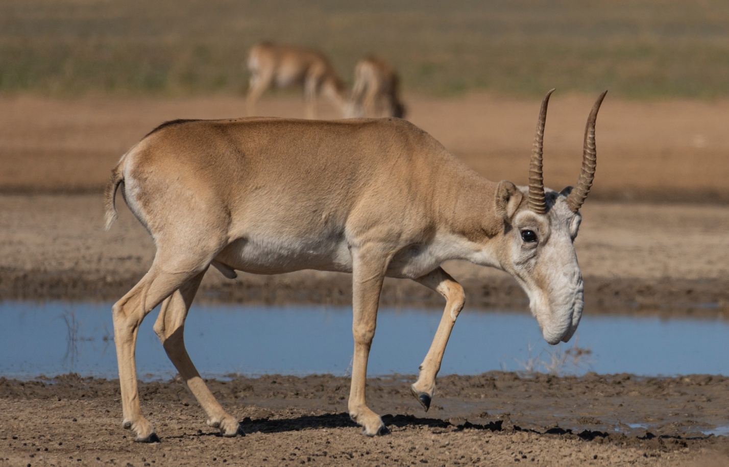 Записки астраханского натуралиста. Насколько выросла популяция сайгаков