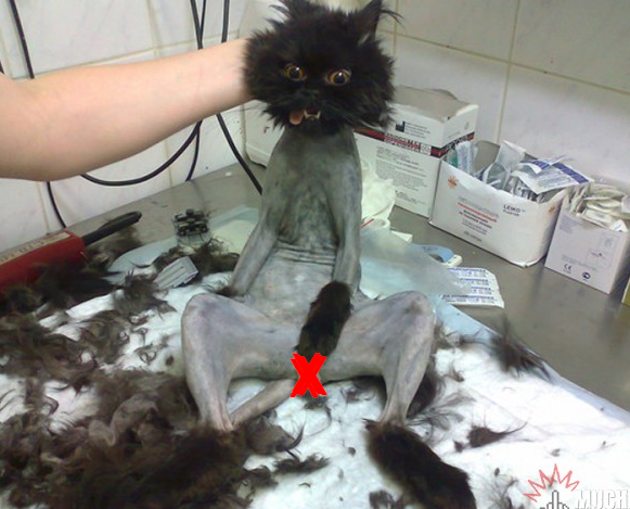 Программу развития астраханского казачества побрили под ноль