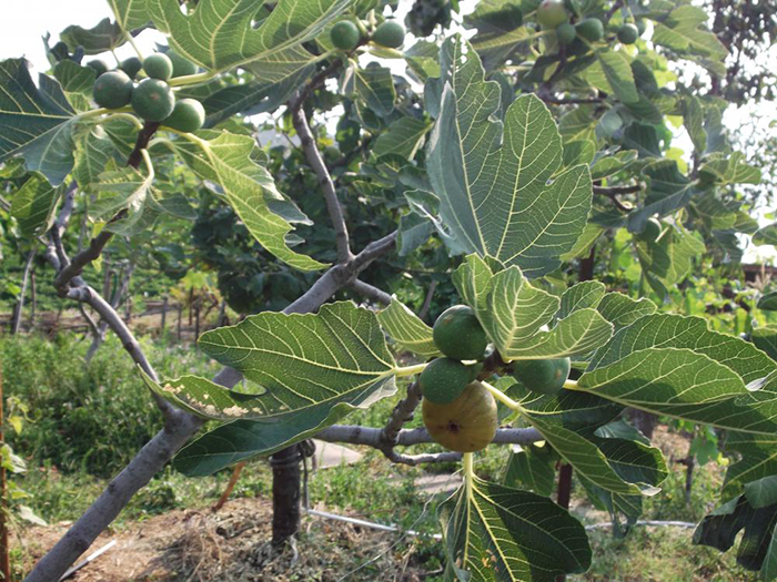 Астраханский фермер выращивает заморскую экзотику