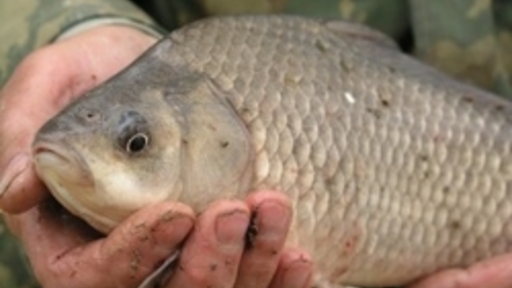 На астраханском рынке продавали рыбу без соответствующих документов