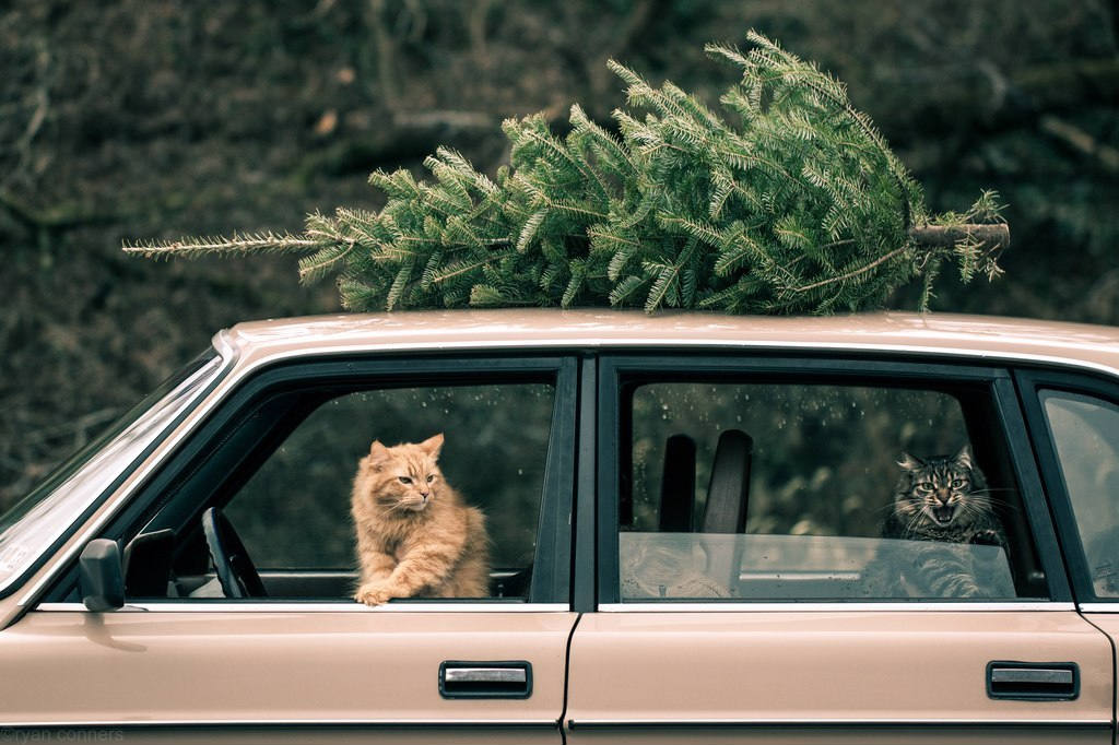 Ёлки по городу мчатся… Предновогодний обзор соцсетей