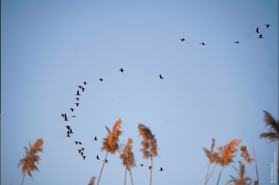 Сто лет любви к природе: астраханский биосферный заповедник глазами известного российского фотографа
