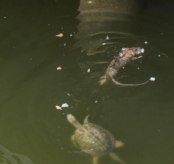 В Астрахани в Лебедином озере появились новые гости