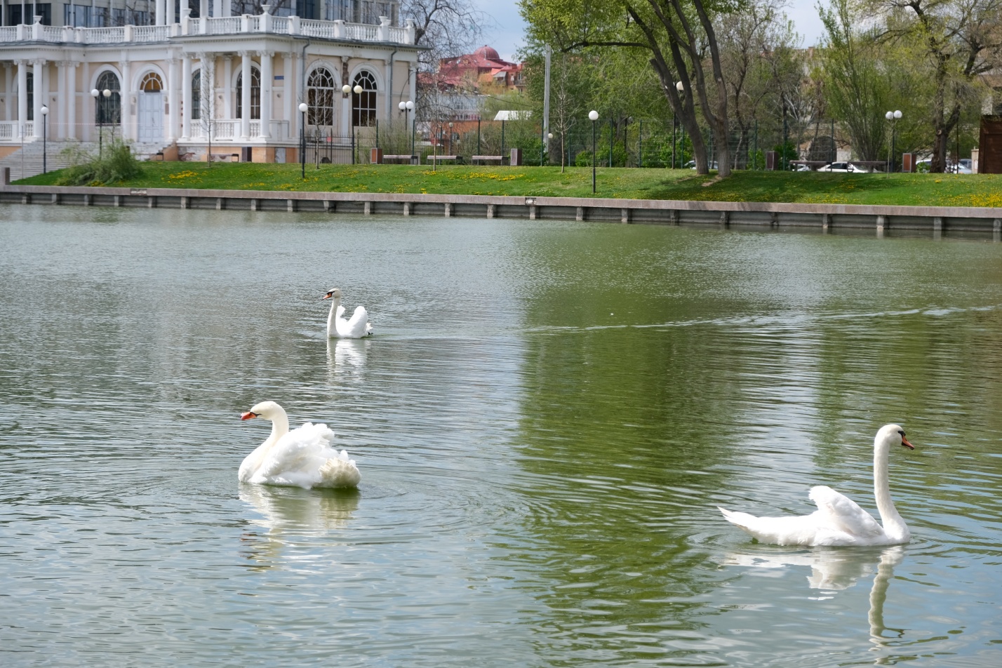 Лебеди вернулись на озеро в центре Астрахани