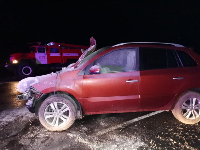 Корова стала причиной ДТП в Астраханской области: есть пострадавшая