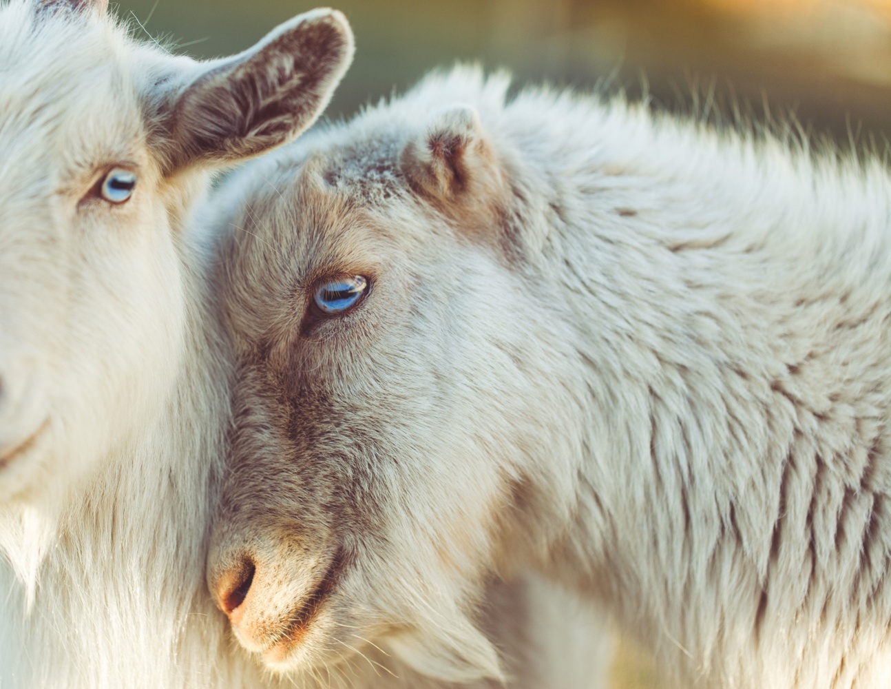 В Астраханской области выявлен очаг оспы овец и коз