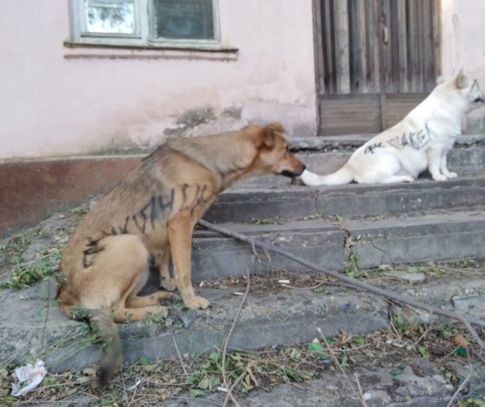 В Астрахани хулиганы разрисовали животных