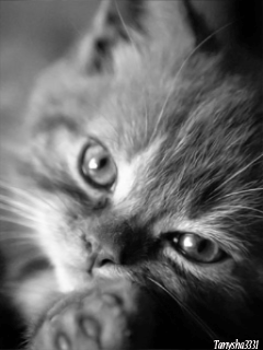 С ножом на Барсика.