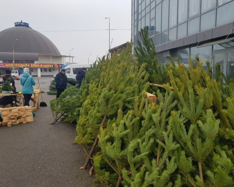 Елки в Астрахани начали продавать с нарушениями