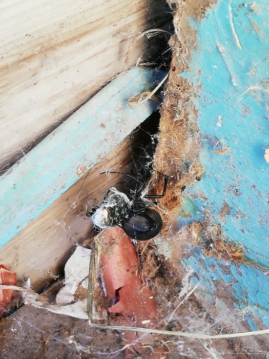 Астраханец увидел ужасающего паука, но не может понять, кто это