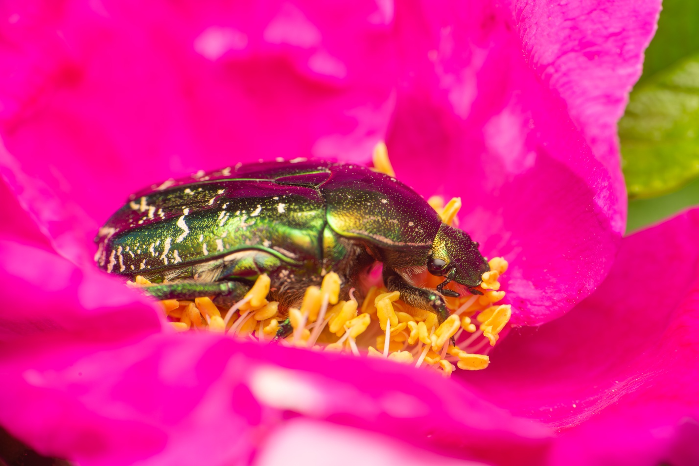 Записки астраханского натуралиста. Кто охотится на бронзовок?