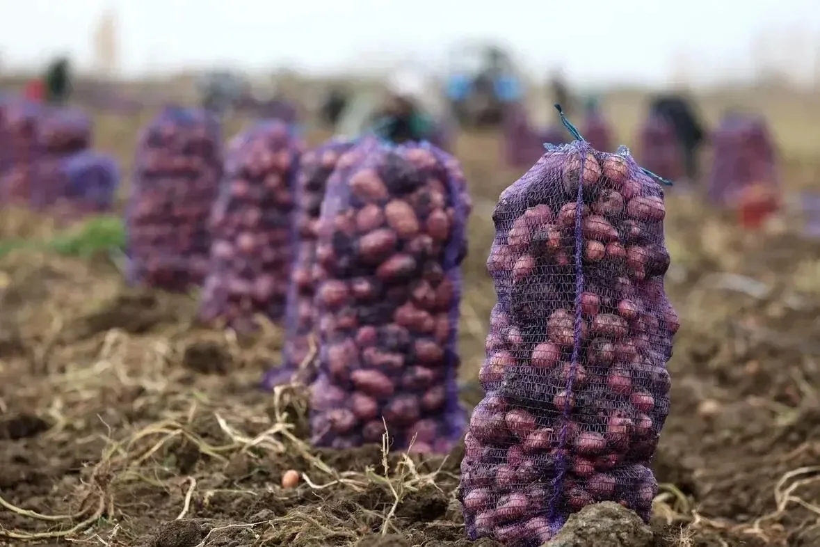 Урожай астраханских овощей продолжает бить рекорды