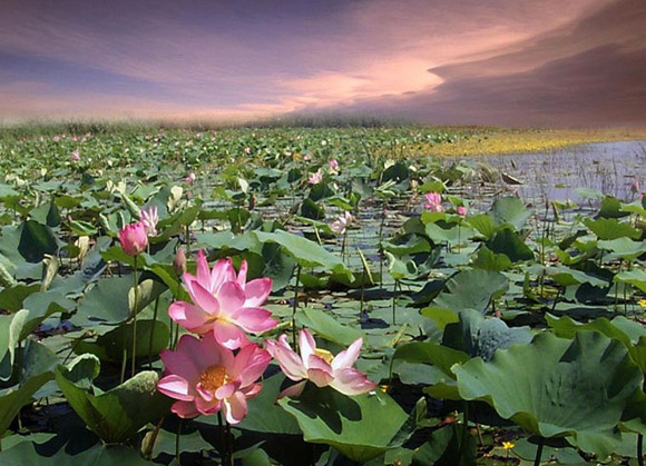 «ЛЕТНИЙ» ЭКО-РЕЙТИНГ. Астраханская область на 37 месте