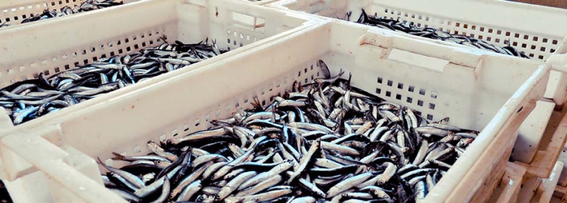 Сотрудники астраханского предприятия украли 124 килограмма рыбы